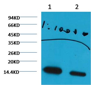 Histone H3(di methyl K27) Mouse mAb Antibody