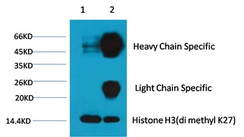 Histone H3(di methyl K27) Mouse mAb Antibody