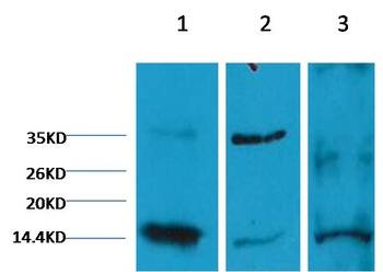 Histone H3(di methyl K9) Mouse mAb Antibody