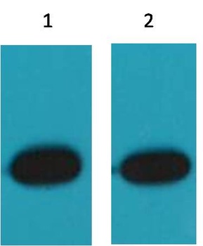 RFP-Tag Mouse pAb Antibody