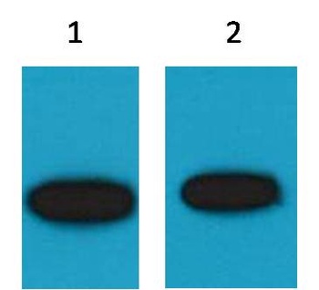GFP-Tag Mouse pAb Antibody