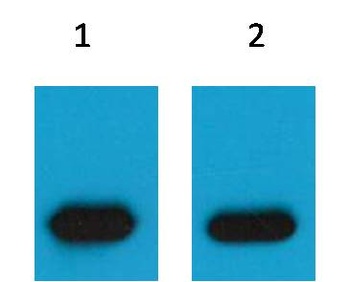 mCherry-Tag Mouse pAb Antibody