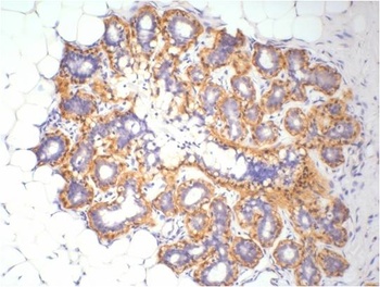 β-actin Rabbit pAb Antibody