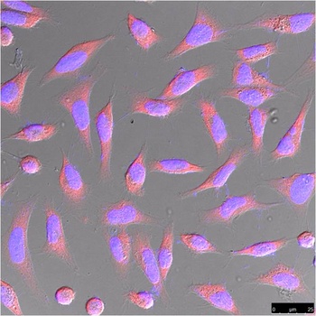 β-actin Rabbit pAb Antibody