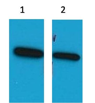 ECFP-Tag Mouse pAb Antibody