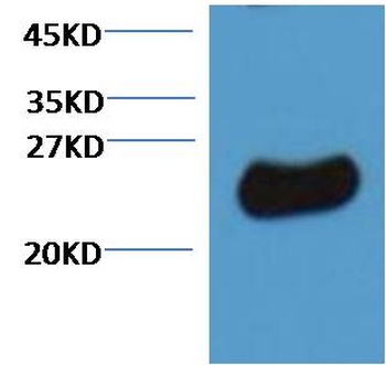 Plant GST Rabbit pAb Antibody