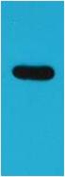 ECFP-Tag Rabbit pAb Antibody