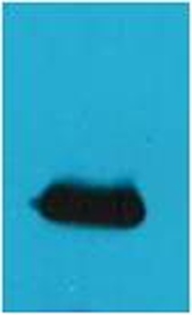 EYFP-Tag Rabbit pAb Antibody