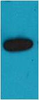 mOrange-Tag Rabbit pAb Antibody