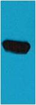 BFP-Tag Mouse pAb Antibody