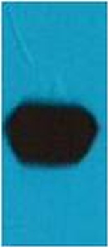 mStrawberry-Tag Mouse pAb Antibody