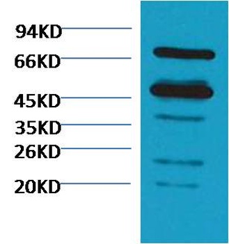 Rubisco Mouse pAb Antibody