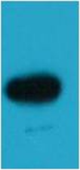 BFP-Tag Rabbit pAb Antibody
