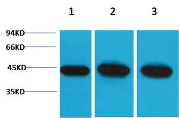 α-Smooth Muscle Actin Rabbit pAb Antibody