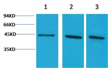 α-Skeletal Muscle Actin Rabbit pAb Antibody