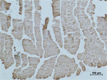 α-Skeletal Muscle Actin Rabbit pAb Antibody