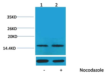Histone H1(Phospho Thr17) Rabbit pAb Antibody