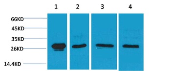 HSP27 Rabbit pAb Antibody