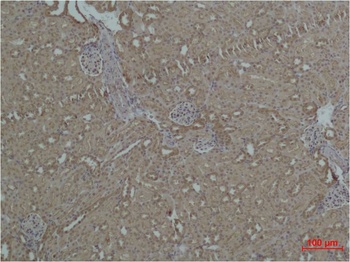 HSP27 Rabbit pAb Antibody