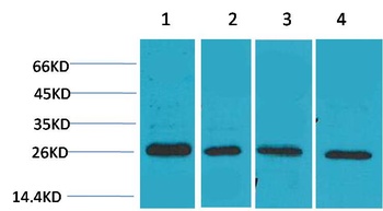 SLUG Rabbit pAb Antibody