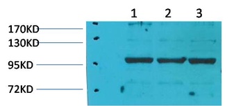 eEF1A2 binding protein Rabbit pAb Antibody