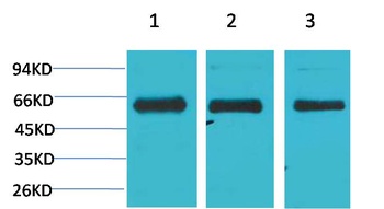 AMPKα1 Rabbit pAb Antibody