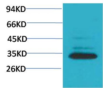 Caspase 3 Rabbit pAb Antibody