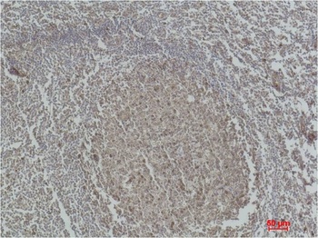 Caspase 3 Rabbit pAb Antibody