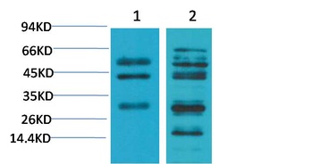 TGFβ1 Rabbit pAb Antibody