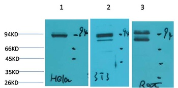 STAT1 Rabbit pAb Antibody