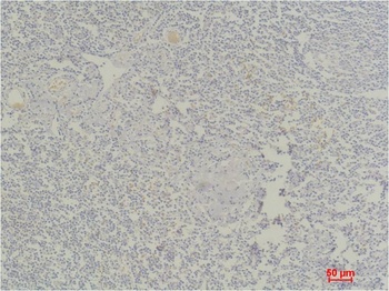 STAT4 Rabbit pAb Antibody