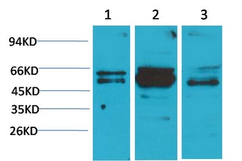 Flotillin-2 Rabbit pAb Antibody
