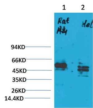 CXCR4 Rabbit pAb Antibody