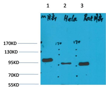 EphA1 Rabbit pAb Antibody