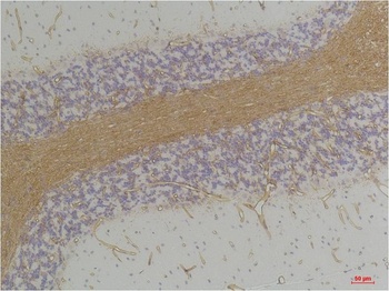 GABA A Receptor α2 Rabbit pAb Antibody