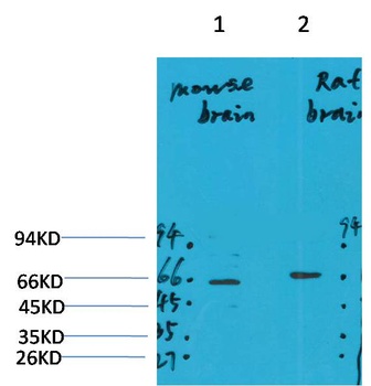GABA A Receptor α4 Rabbit pAb Antibody