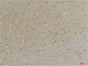 GABA A Receptor α4 Rabbit pAb Antibody