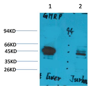 Ghrelin Receptor Rabbit pAb Antibody