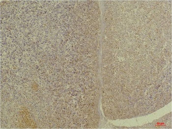 GLP1R Rabbit pAb Antibody