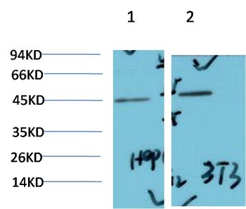 ERK1/2 Rabbit pAb Antibody
