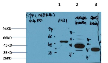 MEK4 (F194)Rabbit pAb Antibody