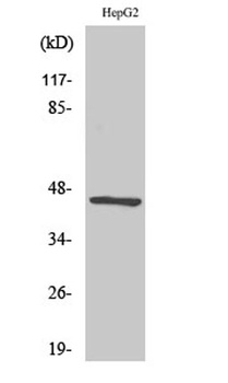 Acrosin rabbit pAb Antibody