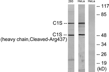 Cleaved-C1s HC (R437) rabbit pAb Antibody