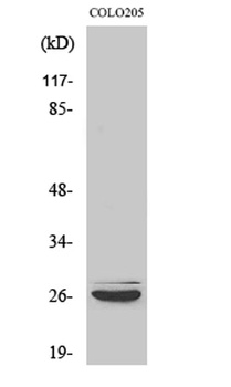 Caspase-14 rabbit pAb Antibody