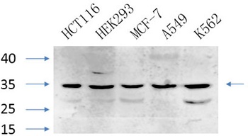 Caspase-7 rabbit pAb Antibody