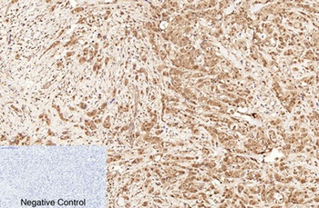 Caspase-7 rabbit pAb Antibody