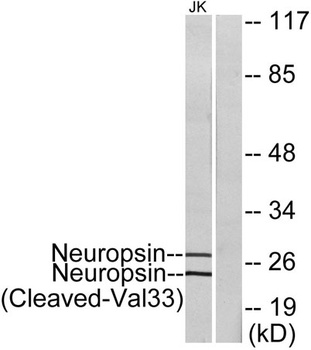 Cleaved-KLK8 (V33) rabbit pAb Antibody