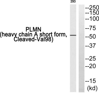 Cleaved-Plasminogen HC A short form (V98) rabbit pAb Antibody