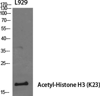 Histone H3 (Acetyl Lys23) rabbit pAb Antibody