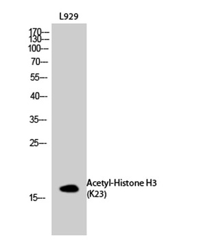 Histone H3 (Acetyl Lys23) rabbit pAb Antibody